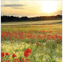 Feld mit Mohnblumen bei Sonnenuntergang