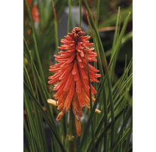 Fackel Lilie Pflanze im Detail.