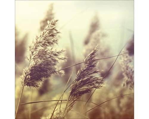 Glasbild Wheat In Wind I 20x20 cm