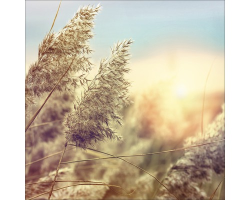 Glasbild Wheat In Wind II 20x20 cm