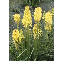 Fackel Lilie Pflanze mit gelben Blütenständen im Garten