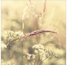 Nahaufnahme von Wildblumen und Gräsern