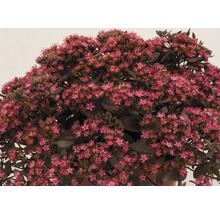 Fette Henne Staude mit pinkfarbenen Blüten