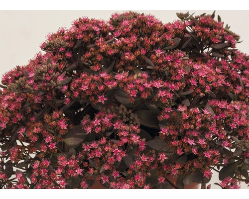 Fette Henne Staude mit pinkfarbenen Blüten