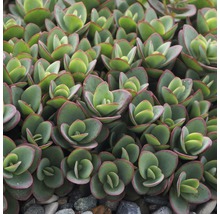 Dichtes Sedumgewächs mit rundlichen Blättern