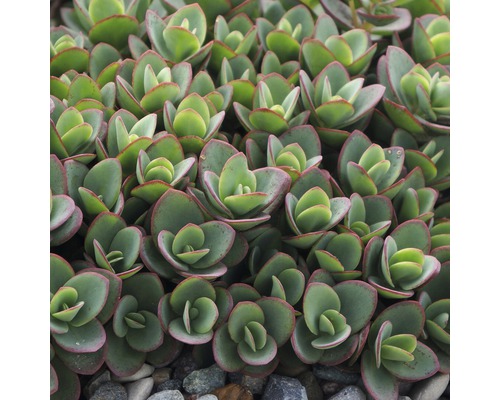 Dichtes Sedumgewächs mit rundlichen Blättern