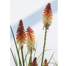 Fackellilien im Garten