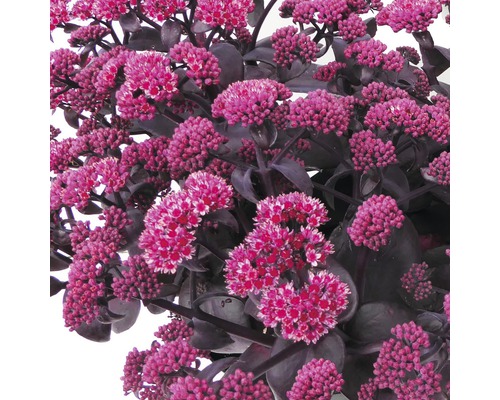 Fetthenne mit rosafarbenen Blüten