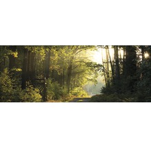 Waldweg mit Hochsitz im Sonnenlicht