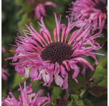 Nahaufnahme einer Monarda-Blüte