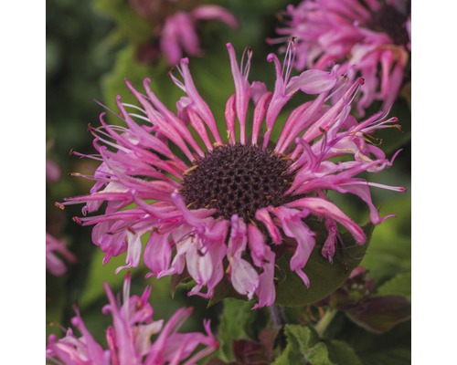 Nahaufnahme einer Monarda-Blüte