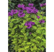 Monarda-Pflanze mit violetten Blüten und grünen Blättern