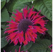 Rote Monarda-Blume vor Blattwerk