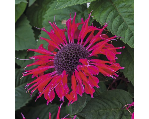 Stauden in Sorten FloraSelf H 35-45 cm Co 5 L Rote Monarda-Blume vor Blattwerk