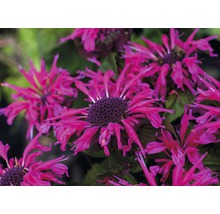 Nahaufnahme von Monarda-Blüten im Garten.