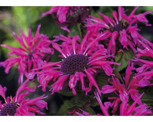 Nahaufnahme von Monarda-Blüten im Garten.