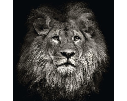 Glasbild Lion Head 20x20 cm