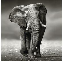 Schwarzweiß-Fotografie eines Elefanten