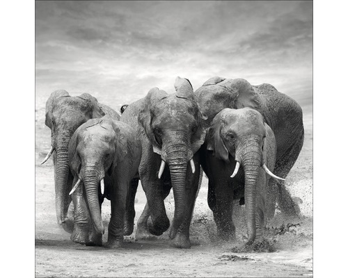 Glasbild Elephant Family 20x20 cm