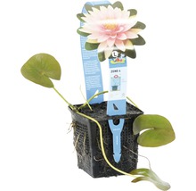 Seerose im Topf mit Blüte und Blättern
