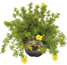 Potentilla fruticosa Kobold im Topf