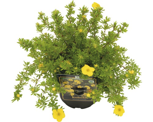 Potentilla fruticosa Kobold im Topf
