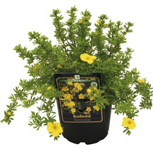 Kobold Fingerstrauch im Topf