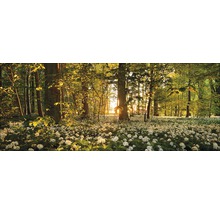 Waldszene mit Bärlauch im Unterholz und durchscheinendem Sonnenlicht