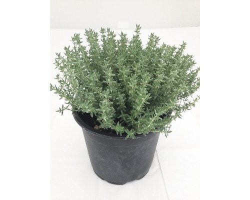 Thymian FloraSelf® H 30-40 Ø 14 cm