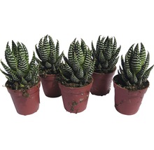 Fünf Haworthia-Zebra-Sukkulenten in Töpfen