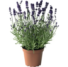 Lavendel im Topf