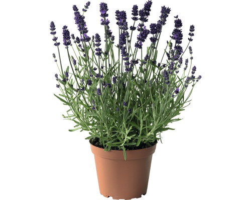 Lavendel im Topf