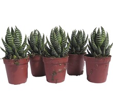 Fünf Haworthia-Zebra-Sukkulenten in Töpfen
