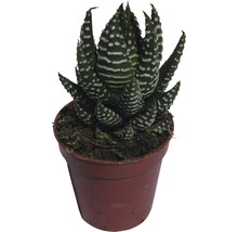 Zebra-Haworthie im Pflanztopf