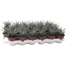 Tablett mit Haworthia Topfpflanzen