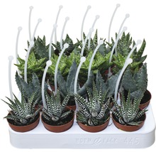 Tablett mit verschiedenen Sukkulenten in Töpfen