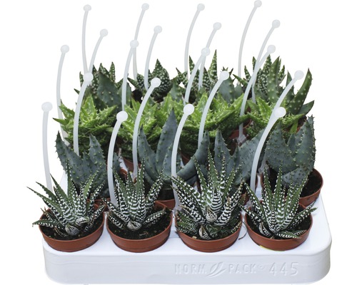 Tablett mit verschiedenen Sukkulenten in Töpfen