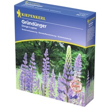 Kiepenkerl Gründünger Packung mit Lupinen zur Bodenverbesserung, Stickstoffanreicherung und Bodenlockerung