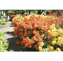 Duftazalee FloraSelf Rhododendron luteum H 30-40 cm Co 5 L orange, Laubabwerfende Azalee