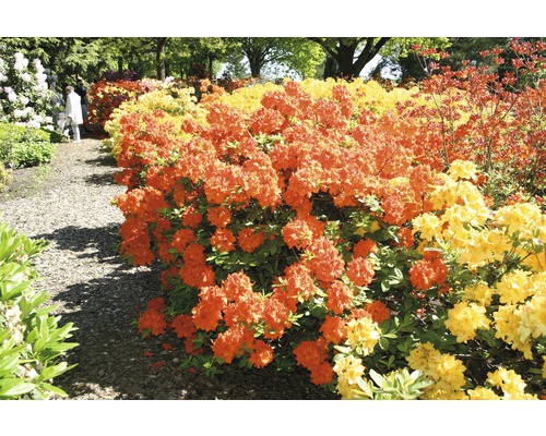 Duftazalee FloraSelf Rhododendron luteum H 30-40 cm Co 5 L orange, Laubabwerfende Azalee