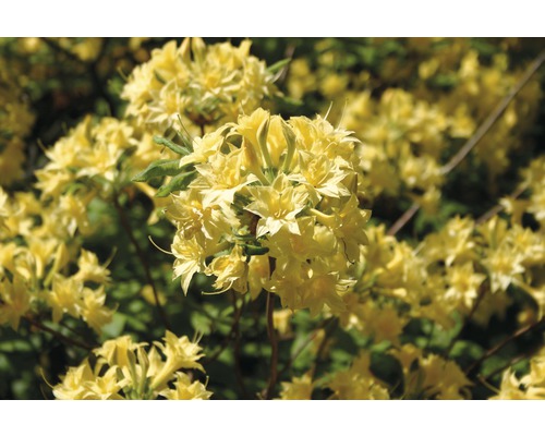 Duftazalee Sommergrüne Azalee FloraSelf Rhododendron luteum H 30-40 cm Co 5 L gelb Gelbe Azaleenblüten im Detail