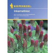 Kiepenkerl Inkarnatklee Samenpackung