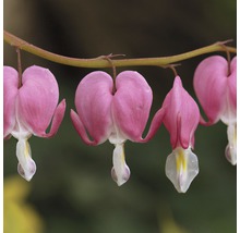 Blüten einer Tränenden Herzblume