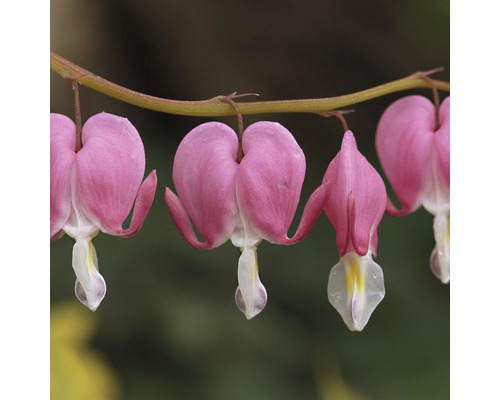 Blüten einer Tränenden Herzblume