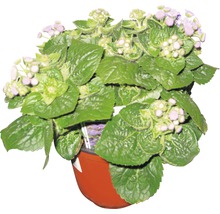 Blaues Gänseblümchen in einem Topf