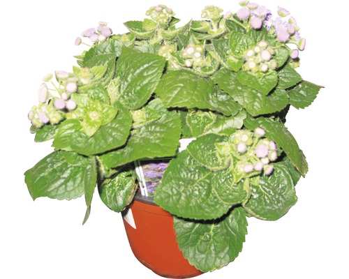 Blaues Gänseblümchen in einem Topf