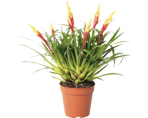 Flammendes Schwert , Bromelie, Vriesea FloraSelf Vriesea multiflower 'Shannon' H 35-40 cm Ø 12 cm Topf Flammendes Schwert , Bromelie, Vriesea FloraSelf Vriesea multiflower 'Shannon' H 35-40 cm Ø 12 cm Topf