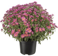 Chrysantheme im Topf mit violetten Blüten