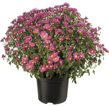 Chrysantheme im Topf mit violetten Blüten