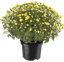 Gelbe Chrysantheme im Topf